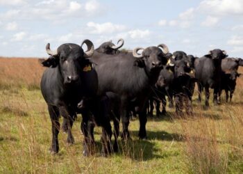 Los búfalos pisan fuerte: el rodeo argentino no para de crecer y tienen una gran oportunidad exportadora