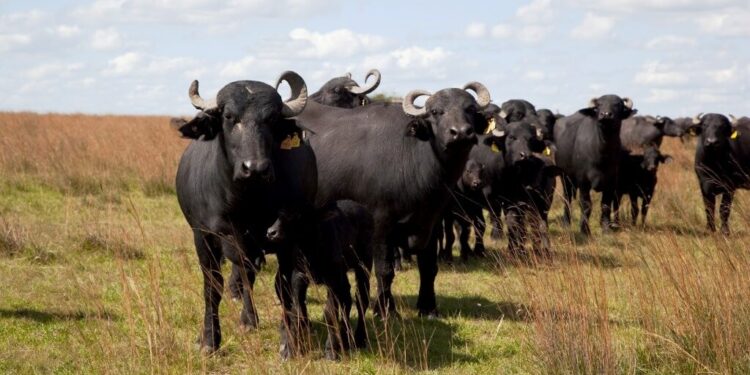Los búfalos pisan fuerte: el rodeo argentino no para de crecer y tienen una gran oportunidad exportadora