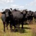 Los búfalos pisan fuerte: el rodeo argentino no para de crecer y tienen una gran oportunidad exportadora