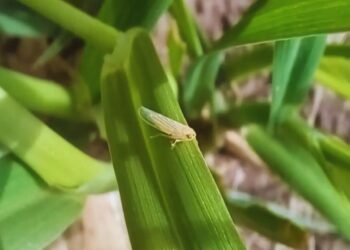 Chicharrita: luz de alerta para el NOA y el NEA