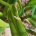 Chicharrita: luz de alerta para el NOA y el NEA