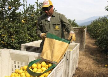Panamá habilita el ingreso de cítricos argentinos: Virginia Ávila destacó la oportunidad que se abre para el limón tucumano y nuevos mercados