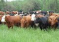 La faena de vacunos repuntó 1,7% en julio, pero cayó 12,2% en un año