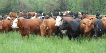 La faena de vacunos repuntó 1,7% en julio, pero cayó 12,2% en un año