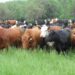 La faena de vacunos repuntó 1,7% en julio, pero cayó 12,2% en un año