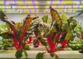 Agricultura vertical: más rendimiento, menos agua y mayor control sobre la producción