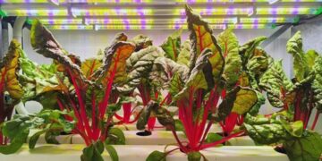 Agricultura vertical: más rendimiento, menos agua y mayor control sobre la producción
