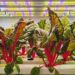 Agricultura vertical: más rendimiento, menos agua y mayor control sobre la producción