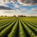 Soluciones para el agro: cuáles son las nuevas opciones para aumentar la productividad