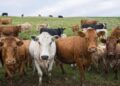 Confirman un caso de «vaca loca»: investigan el origen y restringen movimientos