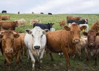 Confirman un caso de «vaca loca»: investigan el origen y restringen movimientos