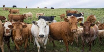 Confirman un caso de «vaca loca»: investigan el origen y restringen movimientos