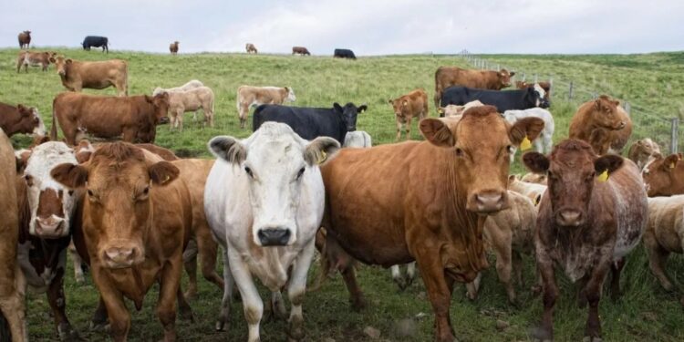 Confirman un caso de «vaca loca»: investigan el origen y restringen movimientos