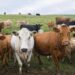 Confirman un caso de «vaca loca»: investigan el origen y restringen movimientos