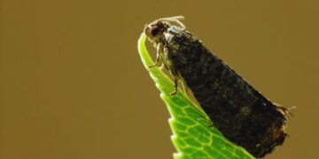 Carpocapsa: una estrategia regional para proteger la producción del Alto Valle