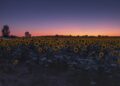 El girasol vive un nuevo impulso: crecen la siembra y la producción en todo el país