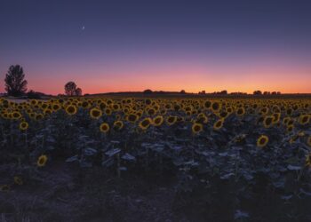 El girasol vive un nuevo impulso: crecen la siembra y la producción en todo el país