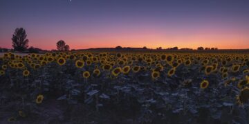 El girasol vive un nuevo impulso: crecen la siembra y la producción en todo el país