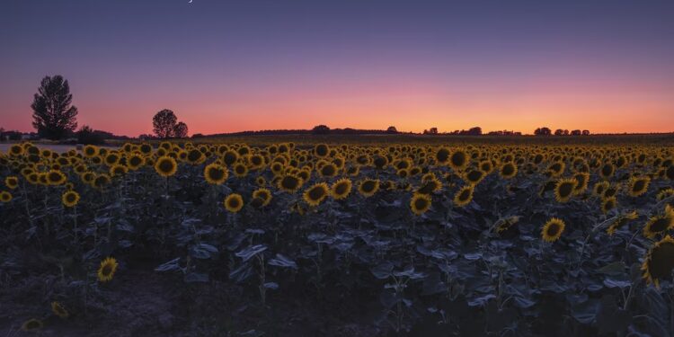 El girasol vive un nuevo impulso: crecen la siembra y la producción en todo el país