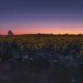 El girasol vive un nuevo impulso: crecen la siembra y la producción en todo el país