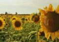 Las exportaciones agroindustriales aceleraron y el girasol dio la sorpresa