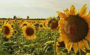 Las exportaciones agroindustriales aceleraron y el girasol dio la sorpresa
