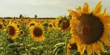 Las exportaciones agroindustriales aceleraron y el girasol dio la sorpresa