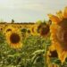 Las exportaciones agroindustriales aceleraron y el girasol dio la sorpresa