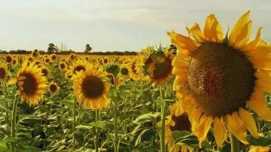 Las exportaciones agroindustriales aceleraron y el girasol dio la sorpresa