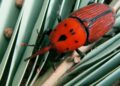 El Senasa amplió la emergencia fitosanitaria del Picudo Rojo