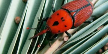 El Senasa amplió la emergencia fitosanitaria del Picudo Rojo