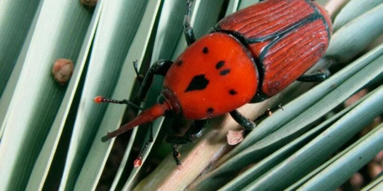 El Senasa amplió la emergencia fitosanitaria del Picudo Rojo