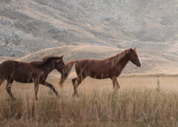 Encefalomielitis equina: Cómo prevenir la enfermedad en la temporada de calor