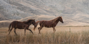 Encefalomielitis equina: Cómo prevenir la enfermedad en la temporada de calor