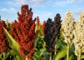 Sorgo: la menor oferta mundial pone a la Argentina en el radar de China