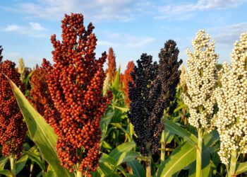 Sorgo: la menor oferta mundial pone a la Argentina en el radar de China