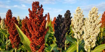 Sorgo: la menor oferta mundial pone a la Argentina en el radar de China