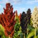 Sorgo: la menor oferta mundial pone a la Argentina en el radar de China