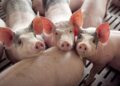 Financiamiento para el agro