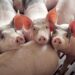 Financiamiento para el agro