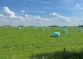 Alfalfa: la pastura que puede guardar hasta un 25 % más de carbono en el suelo