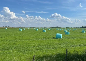 Alfalfa: la pastura que puede guardar hasta un 25 % más de carbono en el suelo