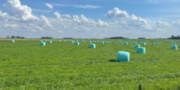 Alfalfa: la pastura que puede guardar hasta un 25 % más de carbono en el suelo