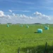 Alfalfa: la pastura que puede guardar hasta un 25 % más de carbono en el suelo