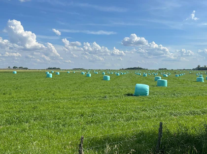 Alfalfa: la pastura que puede guardar hasta un 25 % más de carbono en el suelo