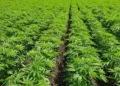 Cáñamo: el Gobierno fija nuevas reglas para producir y comercializar