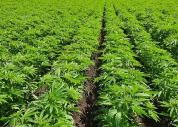 Cáñamo: el Gobierno fija nuevas reglas para producir y comercializar