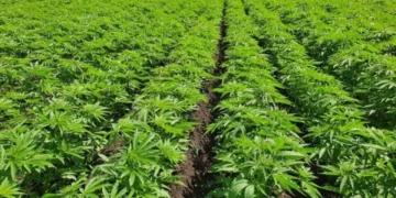 Cáñamo: el Gobierno fija nuevas reglas para producir y comercializar