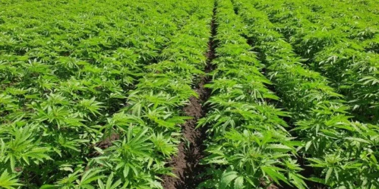 Cáñamo: el Gobierno fija nuevas reglas para producir y comercializar