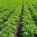 Cáñamo: el Gobierno fija nuevas reglas para producir y comercializar